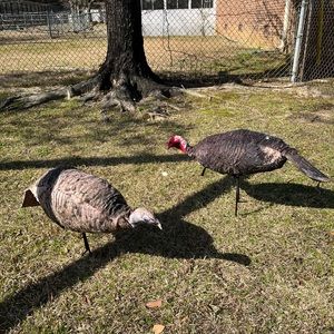 Montana Turkey Decoys